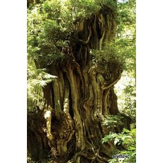 Olympic: National Parks of the United States National Park in Washington-6'' X 9'' Lined Notebook- Wo..., Createspace Independent Publishing Platform