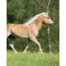 Haflinger: Artified Pets Journal/Notebook/Diary Featuring Two Haflinger (Avelignese) Horses on the Wra..., Createspace Independent Publishing Platform
