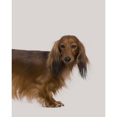 Dachshund: Artified Pets Dog Journal/Notebook/Diary Featuring Nose Tip to Tail End Wraparound Cover Im..., Createspace Independent Publishing Platform