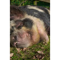 Big Old Pig Napping with a Smile Journal: Take Notes Write Down Memories in This 150 Page Lined Journ..., Createspace Independent Publishing Platform