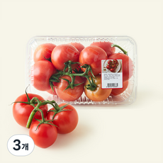 광식이농장 줄기째 수확해 더 신선한 토마토, 3개, 2kg
