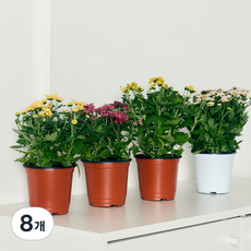 코코도르팜 생화 포트 소형 소국, 랜덤발송, 8개