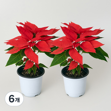 코코도르 크리스마스 포인세티아 포트 소, 레드, 6개