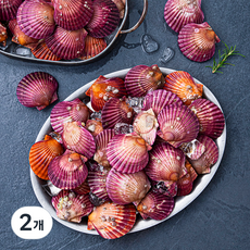 바다자리 생물 홍가리비 (냉장), 1.5kg, 2개