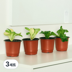 코코도르팜 채소 포트 소형 2종 로메인상추 2p+ 청경채 2p, 혼합색상, 3세트