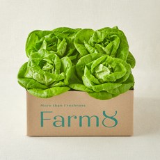 팜에이트 버터헤드레터스, 400g, 1개입, 1개