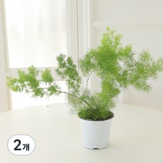 모리앤 아스파라거스 미디오클라두스 포트식물, 랜덤발송(화분 포트), 2개