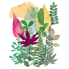 A-ONE 匯旺 天然植物壓花 14.5 x 10.5 CM Set 3個, 綠葉成蔭