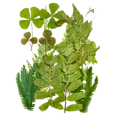 A-ONE 匯旺 真花壓花 中花包 AA11 Set 產品尺寸14.5 x 10.5 CM, 綠意盎然