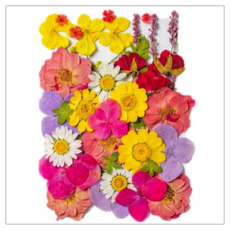 A-ONE 匯旺 真花壓花 大花包 Set 3個 天然植物壓花 14.5 x 10.5 CM, 寶翠春天