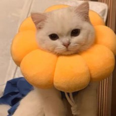 Dream Pet Kaeli寵物防舔圈 A02 L, 1個