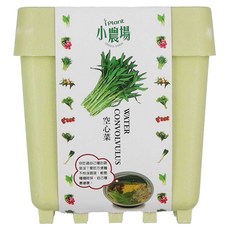 iPlant 積木農場盆栽, 空心菜, 12 x 12 x 13.5cm