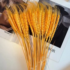 麥穗 Set, 觀賞期可達2~3年, 橘色