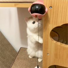 貓咪溜溜球逗貓玩具+補充裝 3入, 粉色的