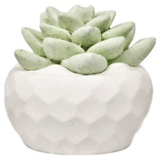 O'Pretty 歐沛媞 室內/車用 香氛擴香石擺飾 4 x 4 x 4cm, 迷你仙人掌蓮花, 1個