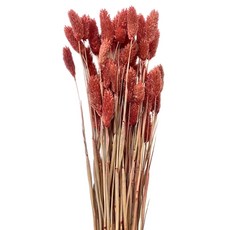 乾燥花 Set 進口乾燥天然加那利寶石草 花苞長約4cm-6cm 總長約40cm, 暗棕紅色