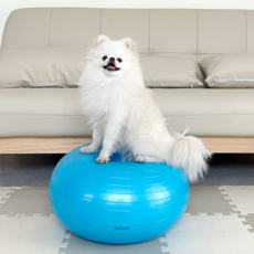 DING DONG PET 狗狗健身球, 藍色