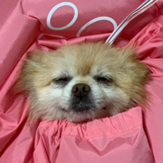 Deuraihanbang Pet Pam World Dry 東方醫學 Pet Dry Jacket M, 粉色的, 1個