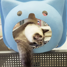 싱글캣 하하캣 해먹 + 방석 랜덤발송, 스카이블루, 1개