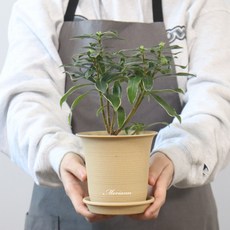 MORIANN 陶土色塑膠花盆12個+花盆底盤12個, 米色