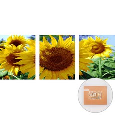 아트조이 DIY 명화 그리기 3단세트 40 x 50 cm, 활짝 핀 해바라기, 1개