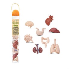 Safari Ltd 人體器官模型組 689304, 1個