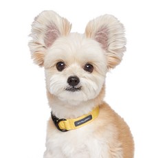 마이플러피 강아지 베이직 칼라 목줄, 옐로우, 1개