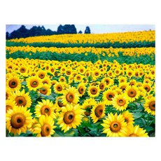 모모픽스페인팅 DIY 명화 그리기 60 x 75 cm, WP10 해바라기 꽃밭, 1개