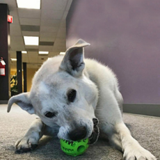 킁킁 고무 노즈워크 볼, 그린, 1개