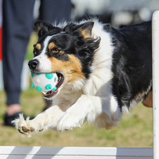 Well Love優質寵物犬多功能玩具 WL-1101 80*80mm, 薄荷藍, 1個