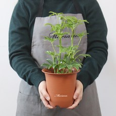 MORIANN 彩色塑膠花盆 12入, 單一顏色, 12個