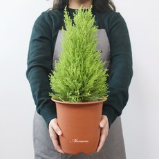 MORIANN 陶土塑膠花盆, 單一顏色, 4個