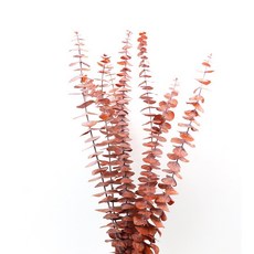 永生尤加利 40cm 10支, 咖啡色