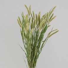 GAPANG 兔尾草雙色乾燥花 03號 DRYB187, 綠色