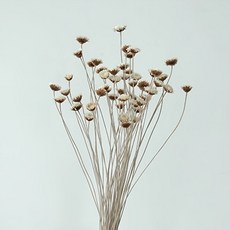 GAPANG 乾花Synensis No. 01 DRYB223, 白色的