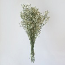 GAPANG 乾燥花 07號 DRYB012, 混合色