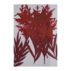 A-ONE 匯旺 真花壓花 中花包 - Set 2個, 楓葉如丹 BB10