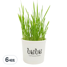 우키우키 캣그라스 재배키트, 6세트, 귀리, 10g