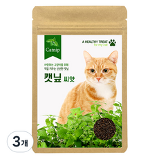캣닢 씨앗, 3개