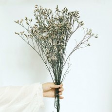 GAPANG 乾花15號 DRYB012, 混色