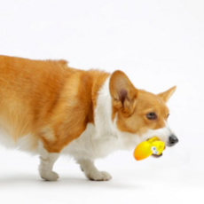 LANCO 페리페리 라텍스 강아지 장난감, 혼합 색상, 1개