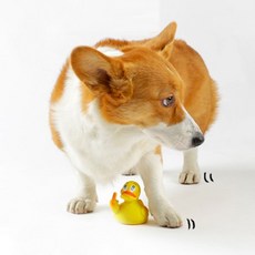 LANCO 박규덕 라텍스 강아지 장난감, 혼합 색상, 1개