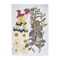 A-ONE 匯旺 真花壓花 中花包 Set - 黃花似錦 BB08, 1個, 琪花瑤草 BB03