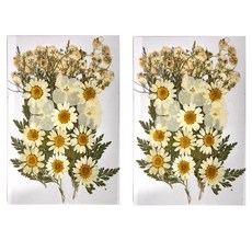 A-ONE 真花壓花 中花包 Set 14.5 x 10.5 CM, 白菊盛開