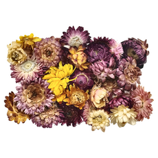 A-ONE 匯旺 乾燥花 2包, 麥桿菊花 紫色 + 白色