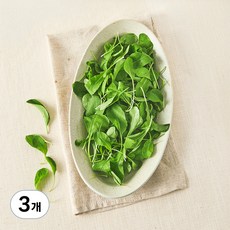 친환경 베이비 루꼴라, 3개, 50g