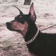 Fatcunny寵物狗項圈鏈 S, 金子, 1個