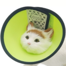 제제펫 반려동물 목 보호대 3호 Y319PCHT002, 1개