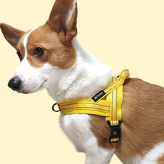 PETSTRY 狗狗氣墊Easy Walk胸背帶, 黃色
