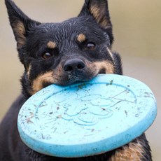 West Paw G -SK Doc Dog Dog玩具S, 水藍, 1個